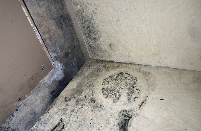 Grow Mold After Water Damage