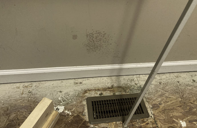 The Mold Removal Professionals at Kingsley Water Damage Restoration