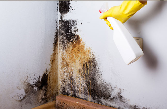 Will Bleach Clean Up Mold in Your South Carolina Home