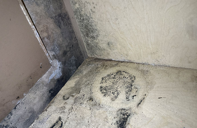 Understanding Black Mold