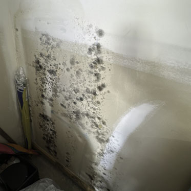 Mold High-Moisture Areas