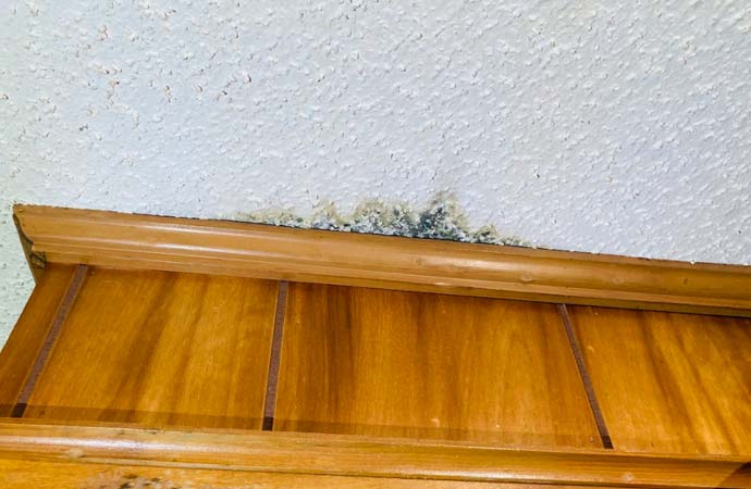 The Mold in the home