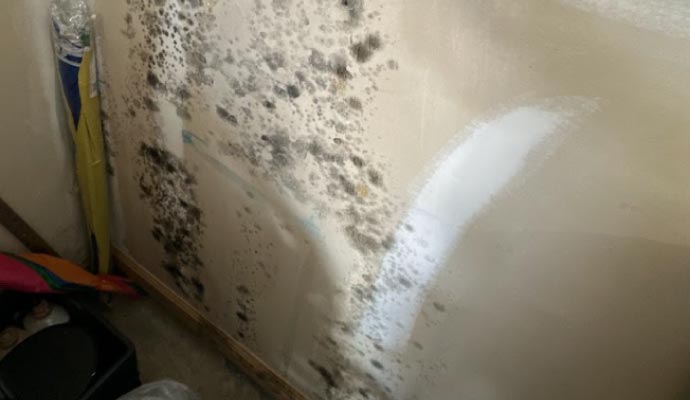 Visible mold on wall